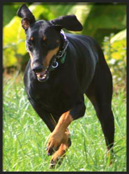 Aeris the doberman from Hand Me Down Dobes