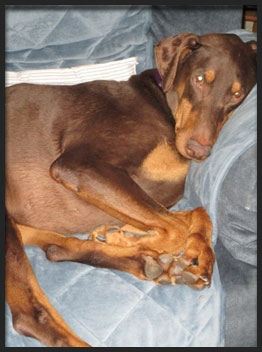 Shane the doberman from Hand Me Down Dobes