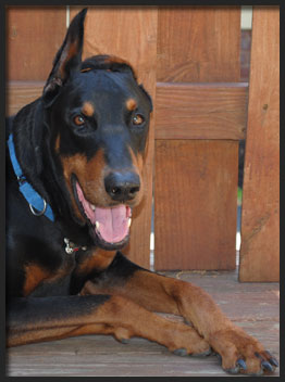 Danner the doberman from Hand Me Down Dobes
