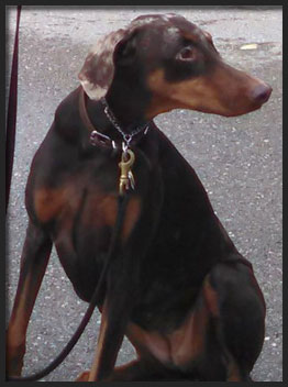 Pippin the doberman from Hand Me Down Dobes
