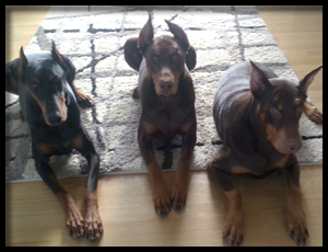 Nelly the doberman from Hand Me Down Dobes