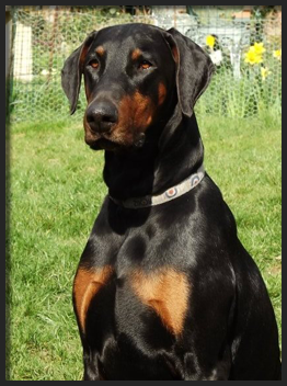 Bruce the doberman from Hand Me Down Dobes