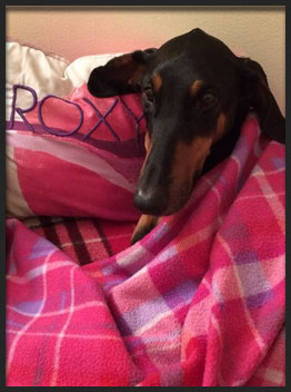 Roxy the doberman from Hand Me Down Dobes