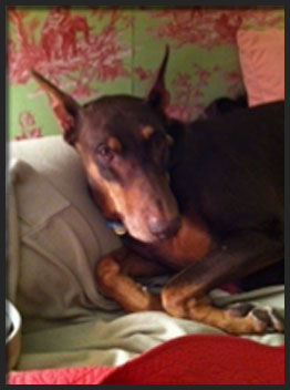Rocky the doberman from Hand Me Down Dobes