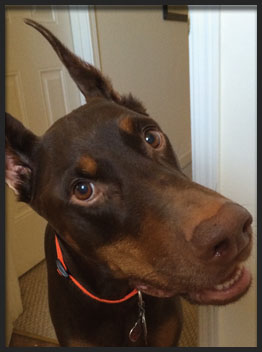 Tyson the doberman from Hand Me Down Dobes
